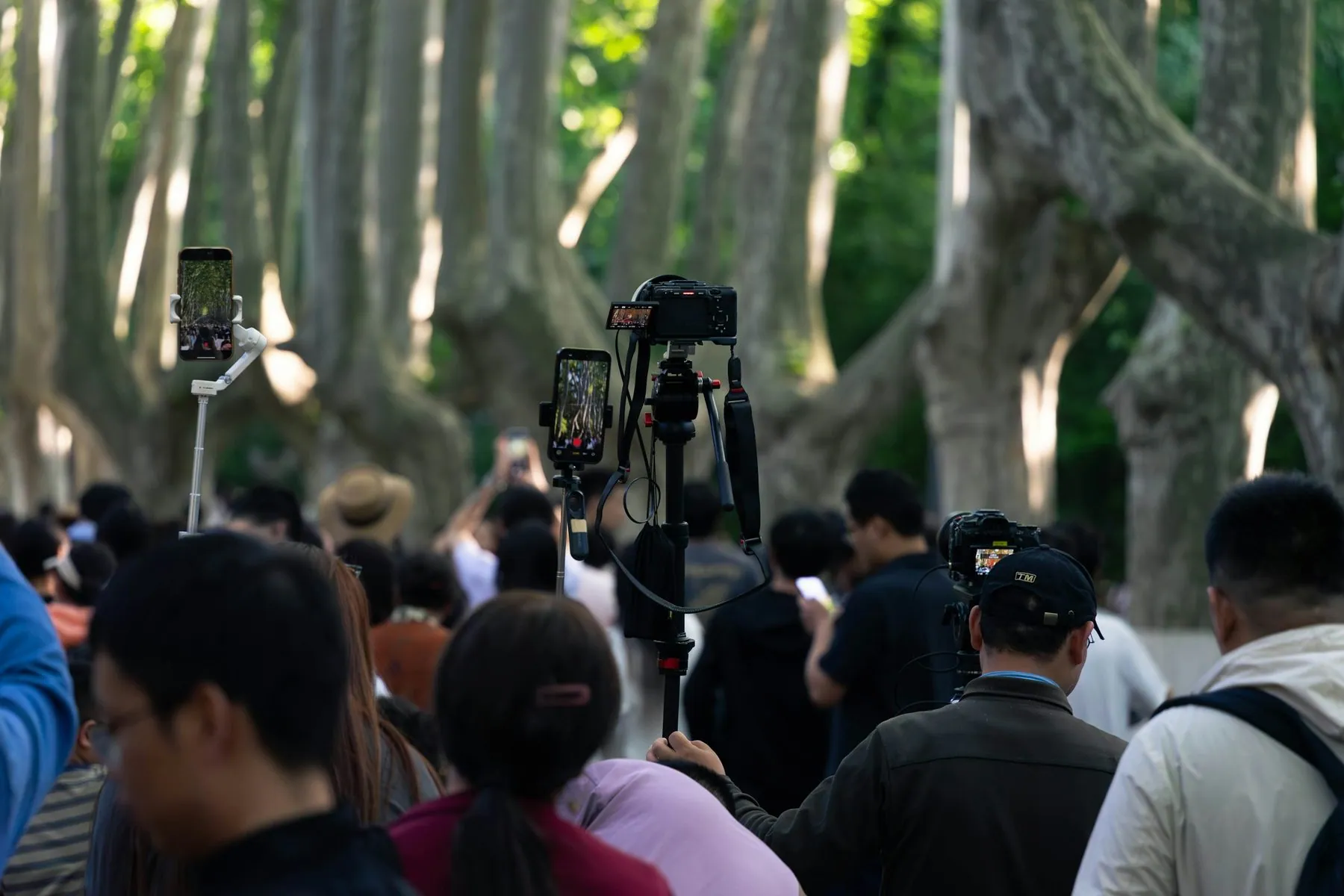 People filming with phones on selfie sticks among trees
