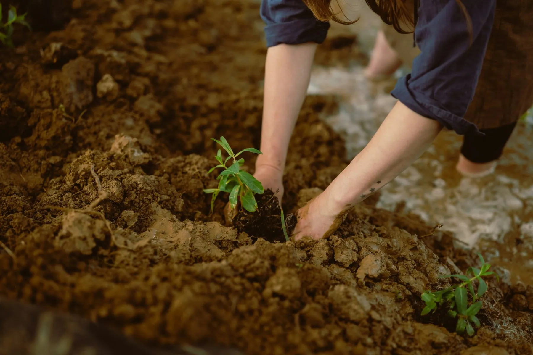 Hands planting a small green seedling in rich soil